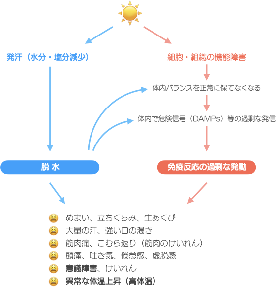 高温環境による脱水と免疫反応の過剰な活性化を示すフローチャート。発汗による水分・塩分の減少と細胞障害が体内バランスを崩し、多様な症状を引き起こす流れを視覚的に説明している。