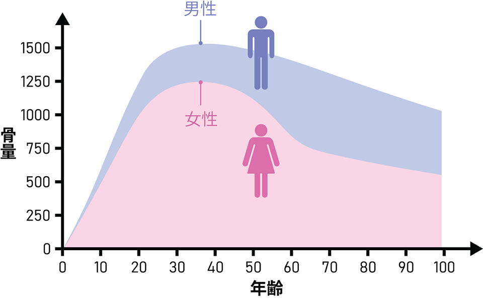 osteoporosis-bone-mass-lifetime-curve-men-women | 芦屋市の内科・皮膚診療・小児診療 | あしやサニークリニック内科 男女における骨量の生涯推移を示す図。骨量は20〜30歳頃に最大骨量に達し、その後加齢とともに減少し、女性では閉経後に急激に低下する。