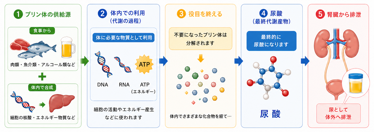 uric-acid-metabolism-flow | 芦屋市の内科・皮膚診療・小児診療 | あしやサニークリニック内科 尿酸が作られて排泄されるまでの流れを示した模式図。食事や体内で合成されたプリン体がDNA・RNA・ATPなどとして利用された後、分解されて最終代謝産物である尿酸となり、腎臓から尿として排泄される仕組みを示している。